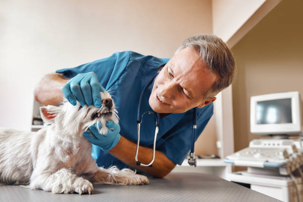 Best After-Hours Emergency Dentist in Egypt Lake Leto, FL